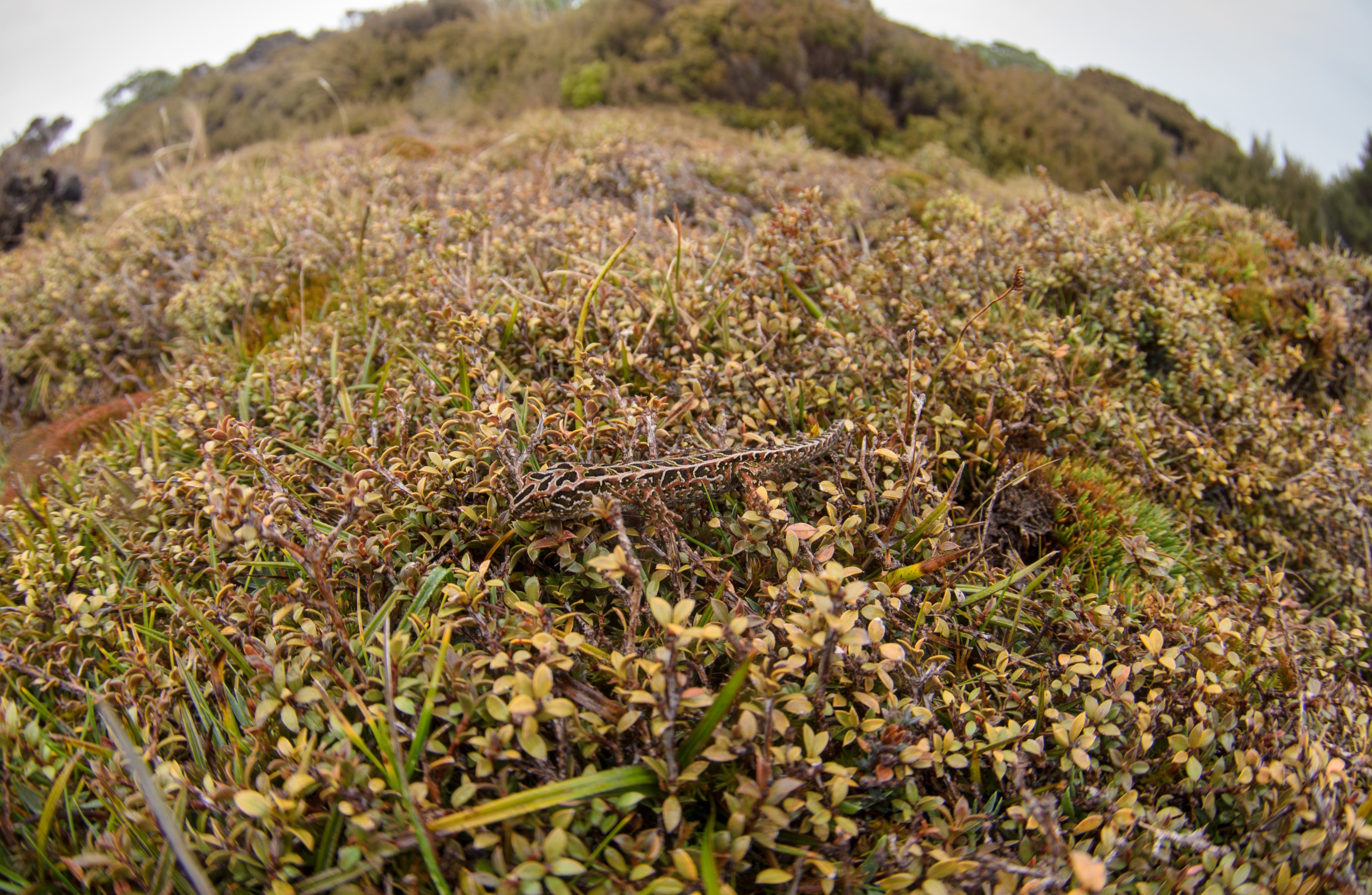 DSC_2974 – Adventure, Crispin, Hoplodactylus, Island, March 2017, National Park, New, New Zealand, Rakiura, South, Stewart, Tukutuku rakiurae, Zealand, amazing, gecko, harlequin gecko, rare, stunning